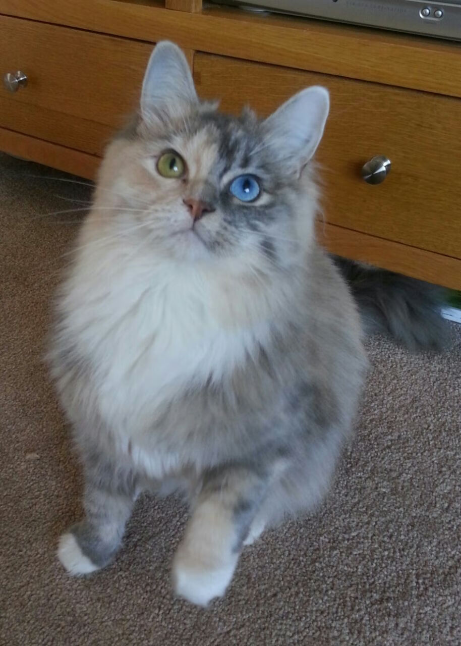 格鲁吉亚女篮在欧洲锦标赛中再攀高峰,期待突破极限,格鲁吉亚篮球队